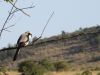 Gray-backed Fiscal