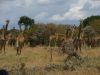 We called it a giraffe memorial