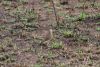 Temminck's Courser