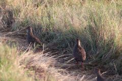 Kenya Maasai Mara Migration Days 1-4 (part 2)