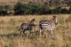 Mom and juvenile zebra