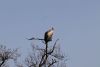 White-backed Vulture