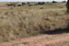 We found our first cheetah with four cubs walking along the road!!