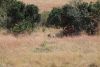 Well hidden lioness