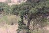 A wildebeest carcass left hanging in the tree....pretty old!!
