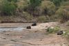Cape Buffalo