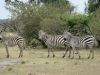 Some of the animals on our first game drive