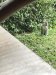 A Vervet monkey at breakfast