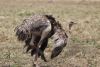 Male and female ostrich doing the dance