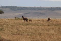 Kenya Maasai Mara Safari and Nairobi NP Days 5-11 (gallery 3)