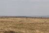Back near Tanzania and the Serengeti looking at the big herds