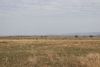 Black dots (wildebeests) were everywhere as far as we could see....impressive!!!