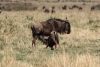 A young wildebeest suckling