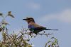 Lilac Brested roller