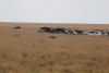 A lone wildebeest on our side of the river was neighing for them to cross...come on you cowards get on with it!!!