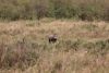 A lone warthog looking on as well