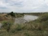 The trucks crowded in and cut off the remaining herd....horrible guide behavior again