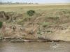 There is a crocodile by the sticks on the right