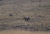 Our first white rhinoceros!!!