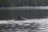 More whales as we were leaving Santa Anna