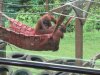 Sepilok has a outdoor nursery for the juveniles......we saw 10 or so "kids" having fun!!