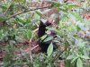 Sun Bear......world's smallest bear...about the size of a medium-size dog!