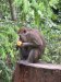 A Macaque monkey stole one of the corns!!