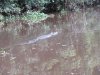 One of the Borneo big five.....saltwater crocodile....this one about 12'