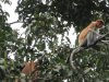 Probiscis Monkey....#2 on the big five
