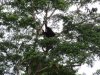 Alpha Orangutan male.....in the wild....no 3 on the Big Five