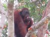 We watched for over an hour....he gorged himself on the red ripe figs!!