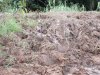 Elephant foot prints