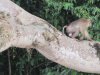 Pig-tail Macaque monkey