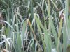 We waited listening to the sound of eating, grass pulling and then as it got dark......we see his head....barely!!