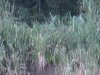Barely see the top of the elephant in this picture