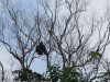 Crested Serpent-Eagle.....drying its wings!!