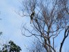 Oriental Pied Hornbill....they were the most common