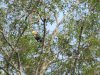 Wrinkled Hornbill.....very rare for this area.....the wing swoosh was very loud when they took off...there were 3!!