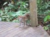 Alpha male long-tailed Macaque on the boardwalk at the lodge....protecting his troop......we backed up and went another way!!