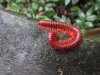 A very red millipede