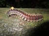 Amoured Millipede