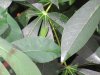 Green lizard