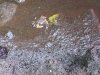 Crab in the guano.....the smell was daunting!!