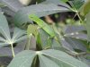 Our green lizard was back for a better view!!