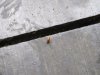 A common leech