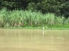 White Egrets