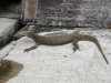 Large Water Monitor Lizard