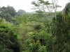 Canopy walk at the Sandakan Rainforest Center
