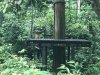 Orangutan feeding platform at Sepilok Rehab Center