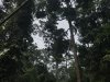 View of the rainforest and lines for the orangutans!